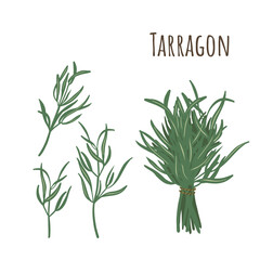Tarragon bunch and separate twigs collection of spicy herbs. Flat style