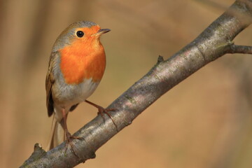 Robin (Erithacus rubecula) standing on a branch in beautiful sunny day in spring