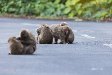 Wild monkey in Yakushima island Kagoshima Japan	