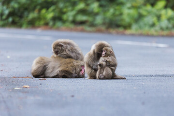 Wild monkey in Yakushima island Kagoshima Japan	