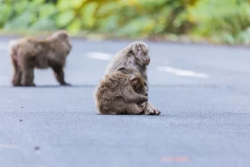 Fotobehang Wild monkey in Yakushima island Kagoshima Japan  © osero.