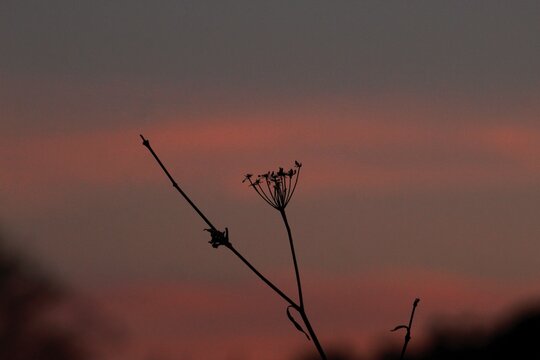 Silueta en cielo de atardecer