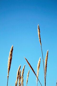 Plumeros en cielo azul intenso