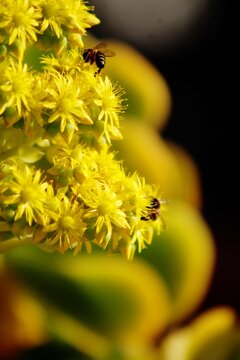 Abejas en flor amarilla