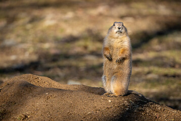 Ground Squirrel  on a rock