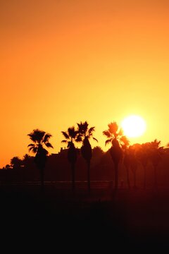 Palmeras en el anochecer