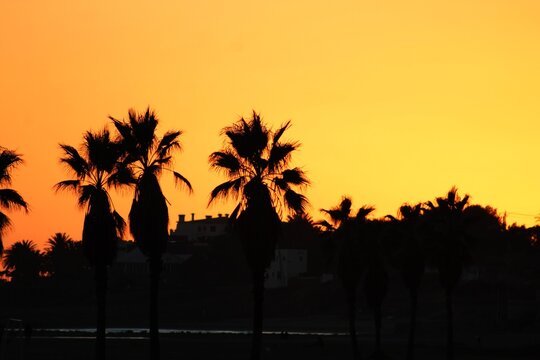 Palmeras en el anochecer