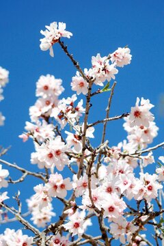 Almendro florecido
