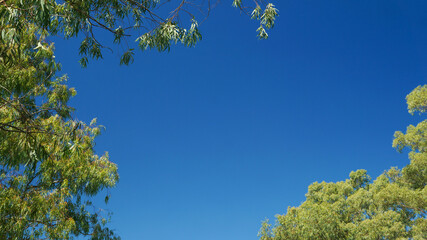 Blue sky background with a few green branches   