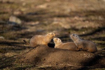 Ground Squirrel  on a rock