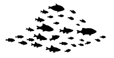 Silhouettes of groups of  fishes on white