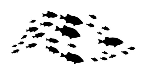 Silhouettes of groups of  fishes on white