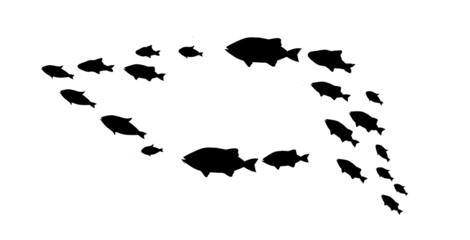 Silhouettes of groups of  fishes on white