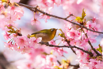 Japanese White-eye and Cerasus lannesiana Carriere at Shibuya, Tokyo, Japan