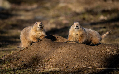 Ground Squirrel  on a rock
