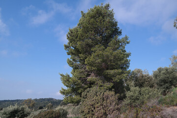 Fototapeta premium Paesaggio