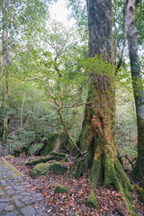 Landscape of Yakushima ,Japanese natural heritage site