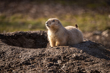 Ground Squirrel  on a rock