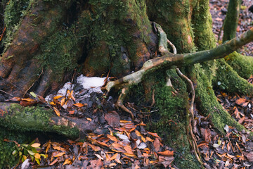 Landscape of Yakushima ,Japanese natural heritage site