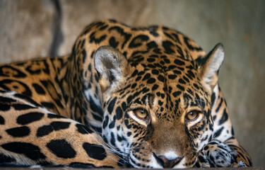 Obraz premium jaguar in zoo
