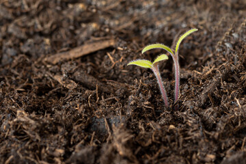 zwei grüne junge Tomatenpflanzen auf Erde Hintergrund