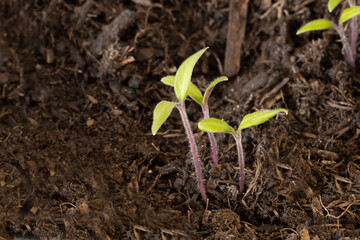 drei grüne junge Tomatenpflanzen auf Erde Hintergrund