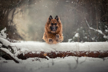 portrait of cool long haired shepherd dog jumping over tree in winter