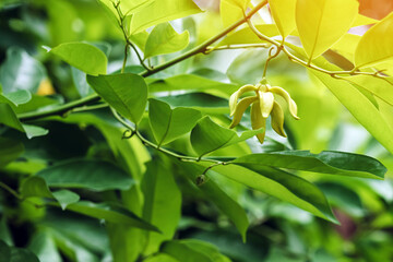 Climbing ylang ylang flower or climbing lang-lang and ilang-ilang is a shrub found in Thailand. Its flowers renowned for its exotic fragrance.The yellow colored flowers of this plant very fragrant.