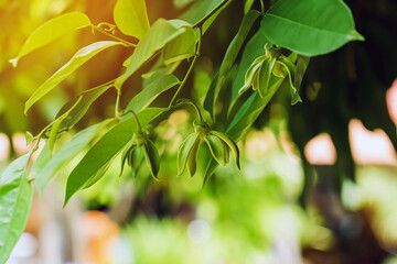 Climbing ylang ylang flower or climbing lang-lang and ilang-ilang is a shrub found in Thailand. Its flowers renowned for its exotic fragrance.The yellow colored flowers of this plant very fragrant.