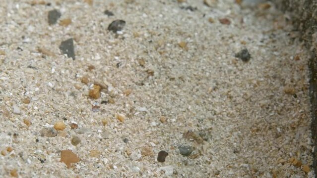 Idiomysis Shrimp at Edithburgh 001