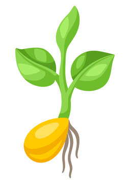 Sprouted seedling for sowing. Agricultural planting illustration.