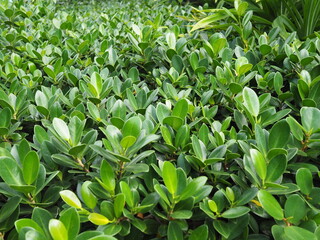 Fototapeta premium Focus on the bright green foliage of Ficus annulata planted in the garden. The leaves are quite round, glossy leaves, smooth edges, commonly used for trimming shrubs into various shapes,fences, house.