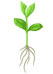 Young green sprout with roots. Agricultural planting illustration.