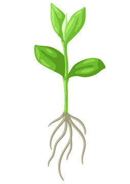 Young green sprout with roots. Agricultural planting illustration.