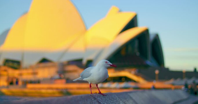 Red-billed Seagull Perch In The Stone Fence With Sydney Opera House In The Background At Dusk In Australia. - closeup