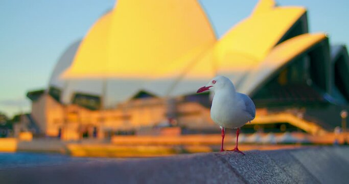 Red-billed Gull With Sydney Opera House In The Background At Sunset In Sydney NSW, Australia. - closeup