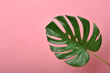 Artificial plant, Philodendron monstera leaf on pink background with copyspace, Indoor tropical...