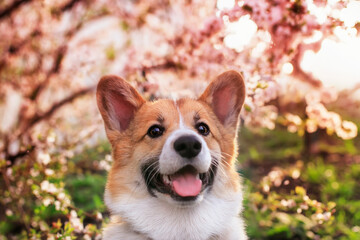 portrait of a cute smiling corgi dog in a spring blooming sunny garden