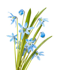isolated bouquet of blue flowers Scilla on white background. Spring season bloom. Blossom of spring flowers