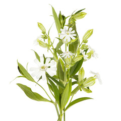 Bouquet of Fresh white flowers isolated on white background. Field meadow wild flowers isolated on white