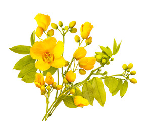 Obraz na płótnie Canvas Bouquet of Yellow Flowers and buds of isolated on white. Israel plants