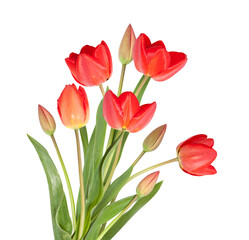 Isolated bouquet of tulip flowers on white background.  8 March Woman's Day. Spring flowers