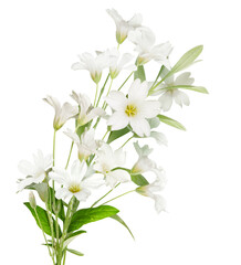 Bouquet of Fresh white flowers isolated on white background. Field meadow wild flowers isolated on white