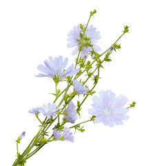 Isolated bouquet of purple or blue flowers on white background. chicory flower. Healthly food. Coffee alternative. Bouquet and parts of chicory flowers. 