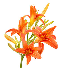 Bouquet of orange lily flowers isolated on white background
