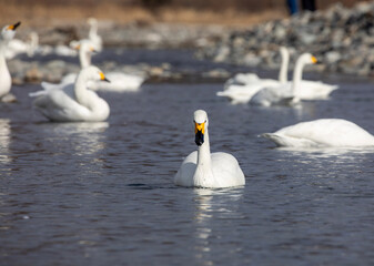 swans on the lake