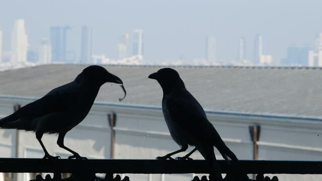crows on the window rail. one of the crows have bait in its mouth
