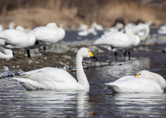 Obraz premium swans on the lake