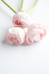 three pink flowers of Persian buttercup lie on a white background