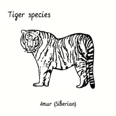 Tiger species collection, standing side view, Amur (Siberian). Ink black and white doodle drawing.